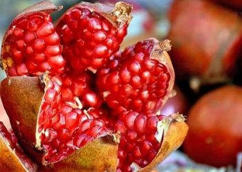 Niseni vitin mbarë me Shegë:  fruti magjik i shëndetit, dashurisë dhe jetës