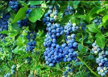 Boronicat – Si ndikojnë për zemrën, kundër tensionit dhe diabetit?