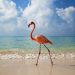 Prestigjiozja amerikane: Flamingot po dynden drejt lagunës shqiptare