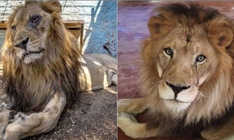 Ja si duket luani ‘Lenci’ nje vit pas shpetimit te tij nga kopshti zoologjik i Fierit