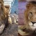 Ja si duket luani ‘Lenci’ nje vit pas shpetimit te tij nga kopshti zoologjik i Fierit