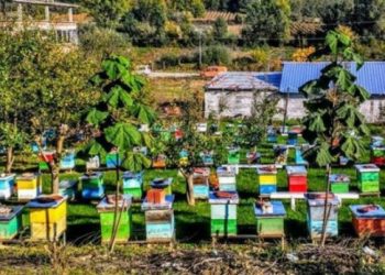 Subvencionim me 1 mijë lekë për zgjua bletarëve që kanë jo më pak se 50 koshere