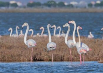 Pogradec/ Liqeni pushtohet nga flamingo-t