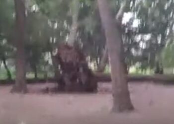 Korça e Gjirokastra “pushtohen” nga flakët, në Pogradec stuhi e madhe sa shkulen pemët