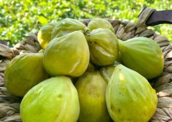 “Fluturon” çmimi i fiqve në Lushnje, qytetari nuk iu beson syve kur shikon sa shitet 1 kilogramë