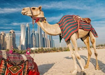“Dubai Porta Potty”/ Dëshmia e re tronditëse: Sheikët detyrojnë vajzat e mitura të hanë jashtëqitje deveje për 50 mijë dollarë